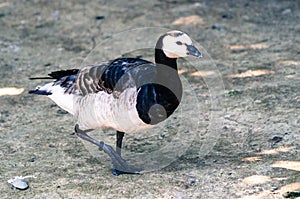 Anserinae standing in the sand, looking at the pond at the zoological park