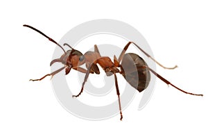 Ant