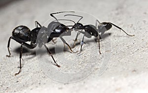 Ant