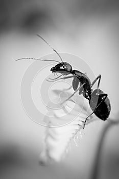 Ant