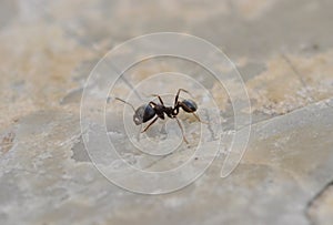 Ant