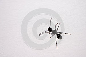 Ant