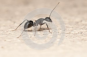 Ant