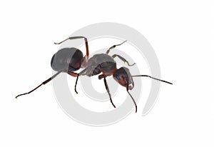 Ant