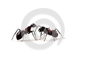 Ant