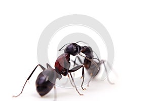 Ant