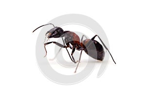 Ant