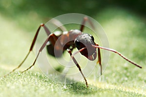 Ant