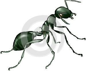 Ant