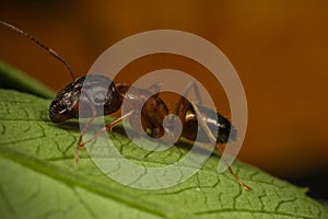 Ant