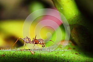 Ant