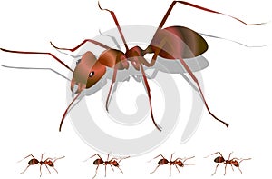 Ant