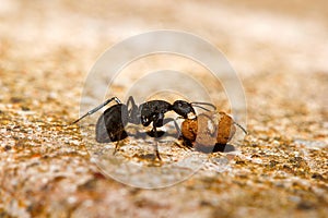 Ant, Aarey Milk Colony