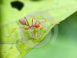 A ant above on green leaves background