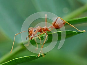 Ant in action in the jungle