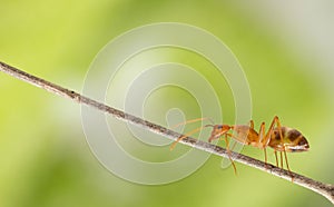 Ant action standing.Ant working on branch