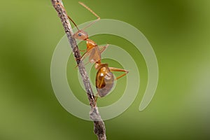 Ant action standing.Ant working on branch dry wood