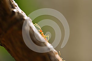 Ant action standing on tree branch - Close up fire ant walk macro shot insect in nature red ant is very small selective focus and