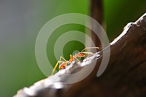 Ant action standing on tree branch - Close up fire ant walk macro shot insect in nature red ant is very small selective focus and