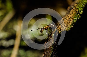 Mravec zvieratá makro hmyz, príroda 