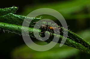 Mravec zvieratá makro hmyz, príroda 