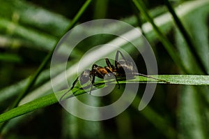 Ant, animals, macro, insect, arthropod, nature, invertebrate