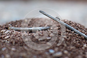 Ant climbing up a stick