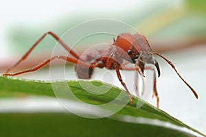 Ant ants walking on green leaf.