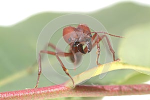 Ant ants walking on green leaf.