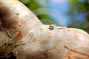 Ant ants walking on the green leaf. photo