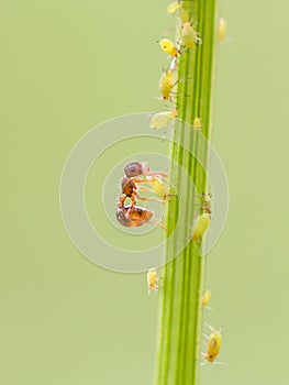 Ant and aphid on plants