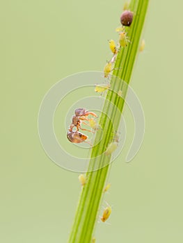 Ant and aphid on plants