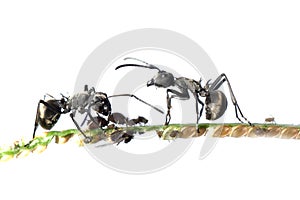 Ant and aphid symbiosis photo