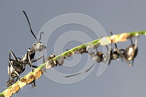 Ant and aphid symbiosis photo