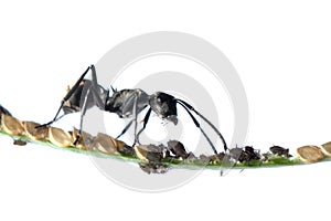 Ant and aphid symbiosis photo