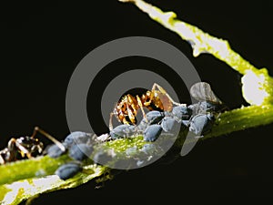 Ant with aphids