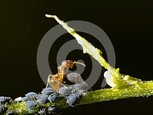 Ant with aphids