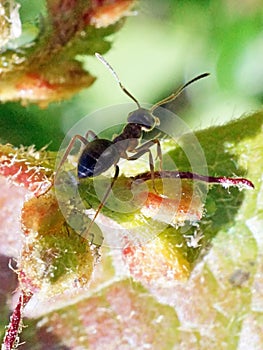 Ant with aphids