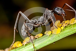 An ant and aphids