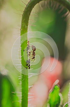 Ant and aphids