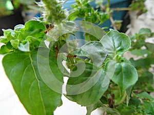 Ant attack on flower