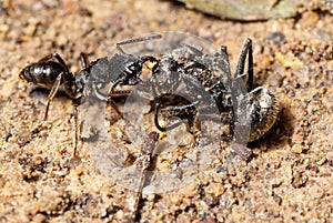 Ant attacking spider (macro)