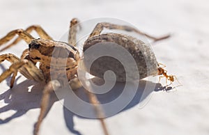 Ant attacking spider