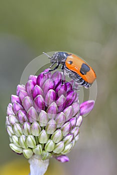 Ant bag beetle - Clytra laeviuscula - on ball-head onion or round-headed leek - Allium sphaerocephalon