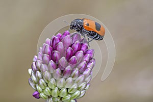 Ant bag beetle - Clytra laeviuscula - on ball-head onion or round-headed leek - Allium sphaerocephalon