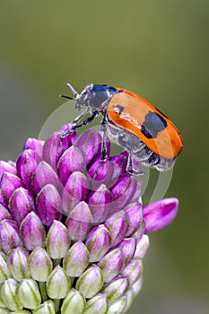 Ant bag beetle - Clytra laeviuscula - on ball-head onion or round-headed leek - Allium sphaerocephalon