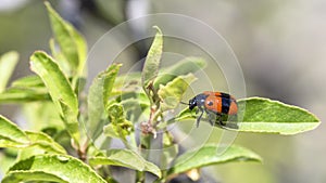 Ant bag beetle Clytra Laeviuscula on a leaf