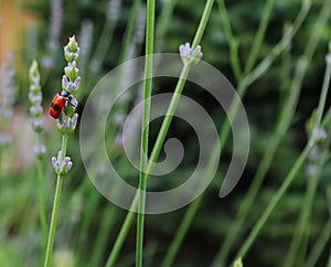 The Ant Bag Beetle on Lavender in Czech Garden