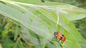 Ant bag beetle on a leaf in Germany