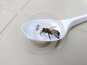 Ant and bee eating sugar water from a spoon. Close-up bee drinking water